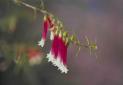 Bush Fuchsia - flower essences